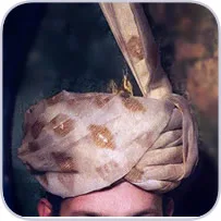 home-groom-turban-mobile Groom Turban
